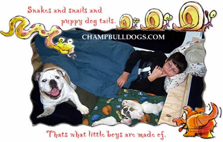 English Bulldog picture